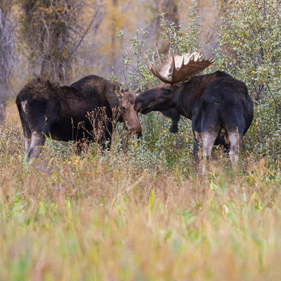 Maine Moose Lottery